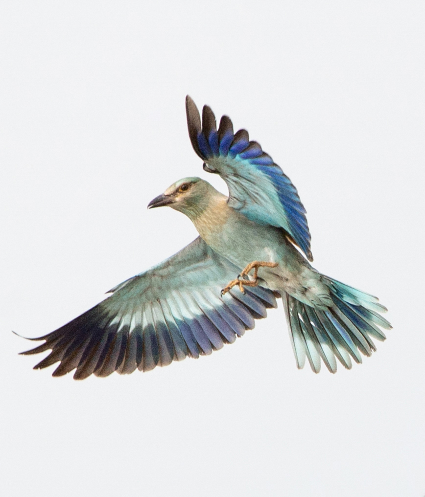 <i><h3>Le rollier d’Europe</h3></i>
			<p>
Le rollier d’Europe occupe en nidification tout l’ouest et le sud de l’Europe. C’est un des plus beaux oiseaux d’Europe.
</p>
			<p>
Les espaces protégées sont tous visités par le rollier. Il est un excellent bio indicateur de l’agriculture durable.
</p>
