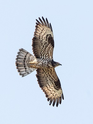 <i><h3>La bondée apivore</h3></i>
			<p>
La bondée apivore est une espèce de rapace diurne
</p>
<p>
Grand migrateur, ce rapace hiverne en Afrique tropicale. Il ne niche en Europe que pendant 4 mois, lui laissant le temps nécessaire pour nicher. Très discret, il aime le bocage, les haies vives et les forêts claires.  Son domaine  s’étend également aux campagnes et aux friches peu occupées par l’homme.
</p>
Elle  vole avec les ailes bien tendues quand elle plane en  cercles, la tête redressée
<p>
La bondrée apivore est encore menacée par la chasse illégale dans le sud de l'Europe pendant les migrations.  Ces actions produisent un déclin dans les populations. Il convient donc pour maintenir l’espèce d’éviter les  travaux forestiers, l’usage des pesticides et de traiter tous les points dangereux sur les lignes électriques aériennes.
</p>