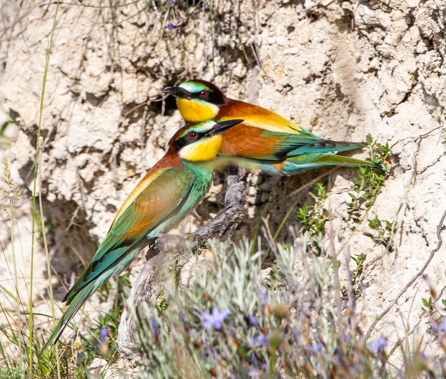 <i><h3>Le guépier</h3></i>
		    <p>
Le guépier est sans doute l’un des plus beaux oiseaux que l’on peut voir en Midi-Pyrénées. Sa description fait appel à toutes les couleurs du spectre, lui donnant un air d’oiseau exotique. Il  a la taille du merle. Ses sifflements roulés et rauques sont très caractéristiques.
Au mois de mai, il revient de ses quartiers d’hiver d’Afrique de l’Ouest.

</p>
<p>
A l'affût, il perché sur la cime d'un arbre mort, un fil télégraphique, piquet de clôture au bord de la route...  Il attrape sa proie en vol, souvent après une chasse en hauteur, puis il va se poser sur une branche pour la déguster après l’avoir assommée en la frappant contre la branche. 
Il passe la nuit dans les grands arbres.
</p>
<p>
La population de guêpiers fait preuve d’une belle dynamique. L’espèce reste cependant sensible aux dégâts des pesticides qui déciment les proies. La destruction/modification des sites de nidification ainsi que le dérangement humain  comptent parmi les facteurs supplémentaires qui impactent négativement les populations de notre région.
</p>