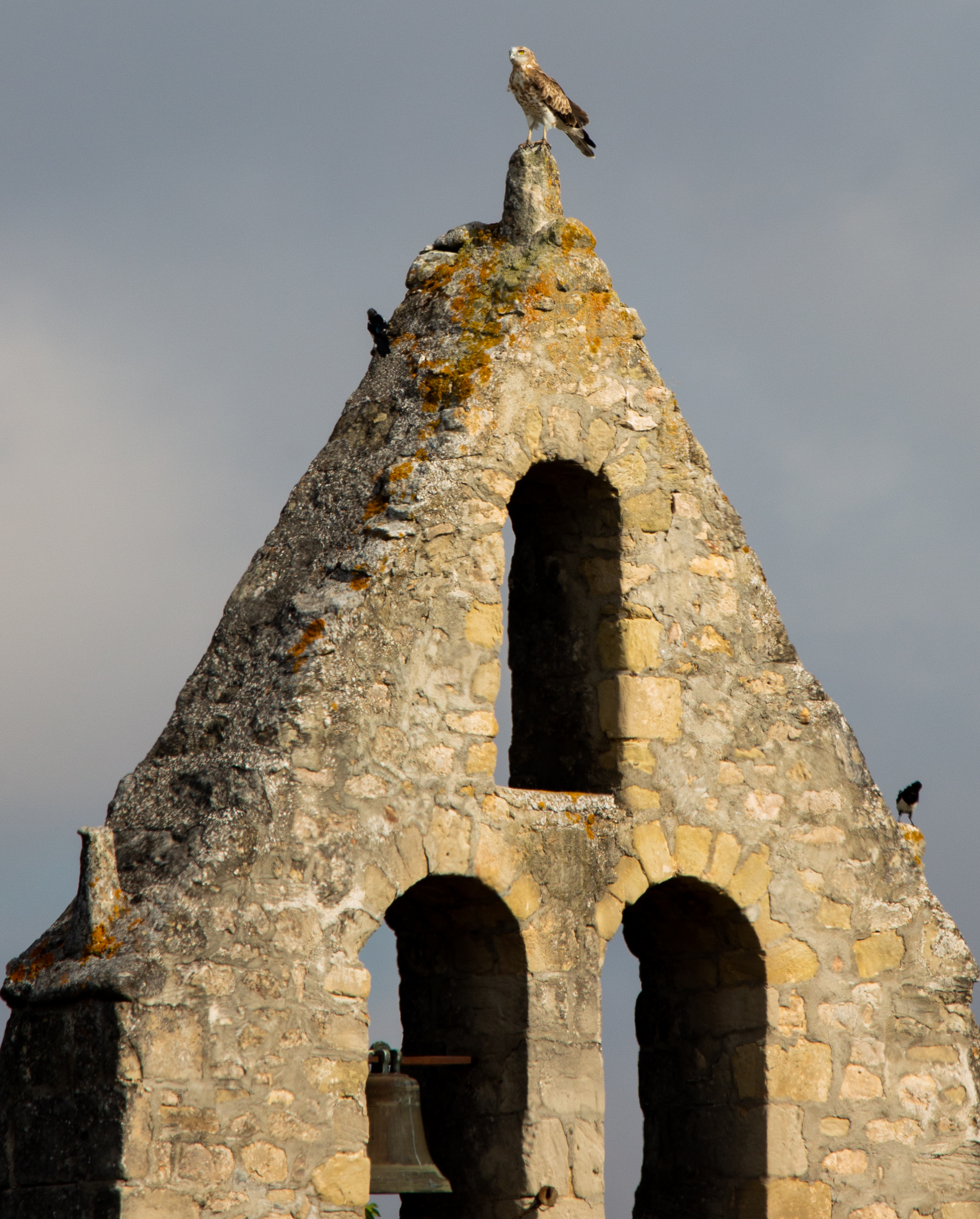 <i><h3>Le circaète Jean-Le-Blanc</h3></i>
			<p>
Le circaète a fière  allure, perché sur notre belle église d’Artoul.
</p>
<p>
C’est le plus grand rapace que l’on puisse  voir en plaine dans notre région avec une envergure atteignant 1m80.
</p>
<p>
Il a l’aspect d’une grande  buse, ailes larges et arrondies au bout, queue courte. Légèrement moucheté de  blanc sur le poitrail, ses yeux sont dorés. Adepte du vol stationnaire qu’il effectue pour la chasse, son comportement en vol est nonchalant, jamais pressé, ses battements d’ailes   sont lents et amples.
</p>
<p>
Dans les dernières années, le circaète Jean-le-Blanc a connu une diminution importante à la fois de ses effectifs et de son aire de répartition.
</p>
<p>
Il est considéré comme une espèce rare. Les principales causes de cette régression sont la modification des pratiques agricoles et certains travaux d’aménagement du territoire.
</p><p>
Il a l’aspect d’une grande  buse, ailes larges et arrondies au bout, queue courte. Légèrement moucheté de  blanc sur le poitrail, ses yeux sont dorés. Adepte du vol stationnaire qu’il effectue pour la chasse, son comportement en vol est nonchalant, jamais pressé, ses battements d’ailes   sont lents et amples.
</p>