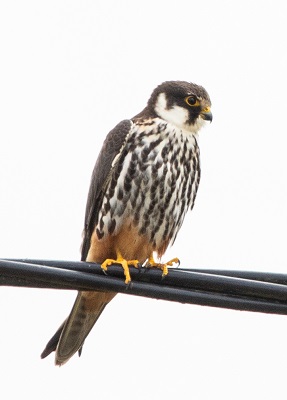 <i><h3>Le faucon hobereau</h3></i>
			<p>
Le Faucon hobereau est un petit rapace. Il est plus élancé, avec la queue plus courte et les ailes plus longues, ce qui lui donne en vol une silhouette de grand martinet.
Son habitat favori est constitué par les lisières de bois. Il fréquente aussi les terrains découverts, en particulier les landes et terres cultivées avec arbres.

</p>
<p>
C'est un rapace  très discret et très mobile. On le voit poursuivre les libellules au-dessus des étangs, des étourneaux ou des hirondelles qu'il déchiquette souvent en plein vol. Il poursuit aussi les martinets et chasse les alouettes dans nos campagnes.  Les petits mammifères et les petits oiseaux font également partie de son régime.
</p>
<p>
Ce migrateur revient en avril de ses quartiers d'hiver sud-africains en savane arborée.  Les derniers peuvent  encore  être observés en octobre.
</p>
<p>Les populations de Faucons hobereaux semblent assez stables, après de nombreux déclins dans la dernière partie du 20ème siècle, dus aux modifications de l'habitat, et à l'usage des pesticides. Il est présent sur tout le territoire. 

</p>