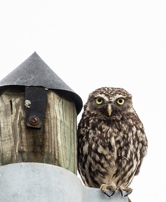 <i><h3>La chouette chevêche</h3></i>
			<p>
La chouette chevêche est un rapace à activité nocturne. C’est un petit oiseau compact, à grosse tête,,  corps massif, ailes et queue courtes. C’est un oiseau sédentaire présent toute l’année sur ses territoires.
</p>
<p>
Le bâti ancien à la campagne l'intéresse comme gite diune et comme site de nidification. Elle ne craint pas l'Homme mais garde ses distances.  Le jour, on l'observe fréquemment perchée en vue sur  édifice en pierres, ruine, vieux mur… L'hiver, si elle dispose de la quiétude nécessaire, elle s'expose volontiers aux rayons du soleil sans toutefois être active.
</p>

<p>
L’espèce a beaucoup décliné en France dans la deuxième moitié du XXe siècle, du fait de la dégradation de son habitat.<br>
Les populations ont décliné dans les années 1960 entre autres à cause de l'usage des pesticides. Depuis, ces produits ont été bannis et la chouette chevêche se porte mieux.
</p>

<p>
Pour l'instant, l’espèce n'approche pas encore le statut d'espèce vulnérable. Mais attention, les menaces, persistent, ne serait-ce que la circulation automobile, si meurtrière, qui continue à augmenter. 
</p>
